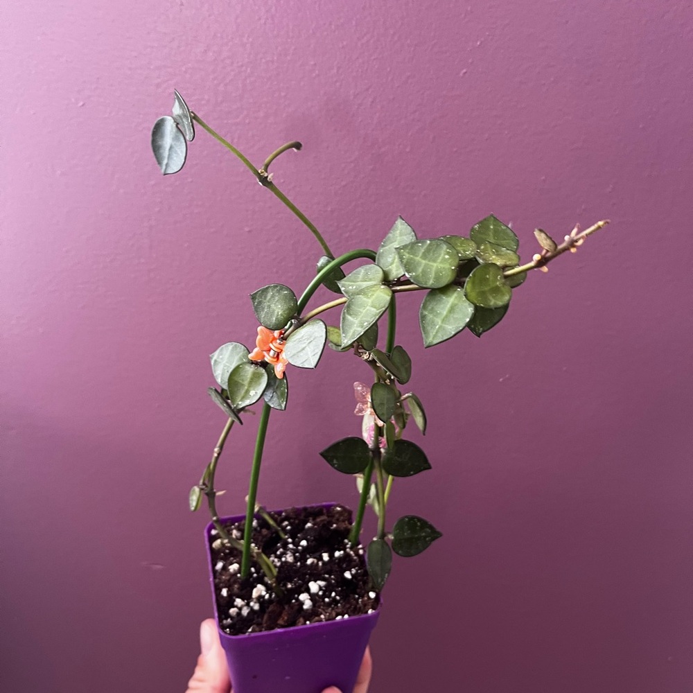 Hoya Lacunosa My Little Runaway
